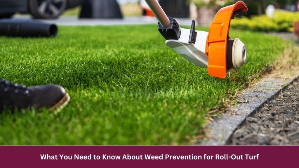What You Need to Know About Weed Prevention for Roll-Out Turf