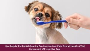 How Regular Pet Dental Cleaning Can Improve Your Pet's Overall Health: A Vital Component of Preventive Care