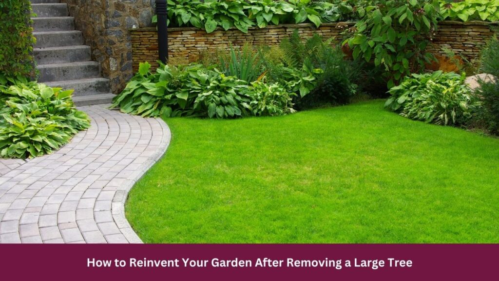 How to Reinvent Your Garden After Removing a Large Tree