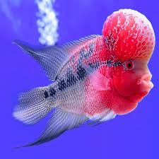 Premium Quality Flowerhorn for Sale at Best Prices