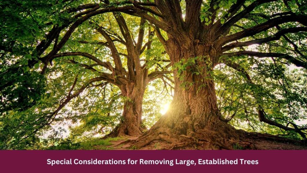 Special Considerations for Removing Large, Established Trees 