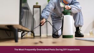 The Most Frequently Overlooked Pests During DIY Inspections