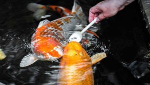 Goldfish Eat