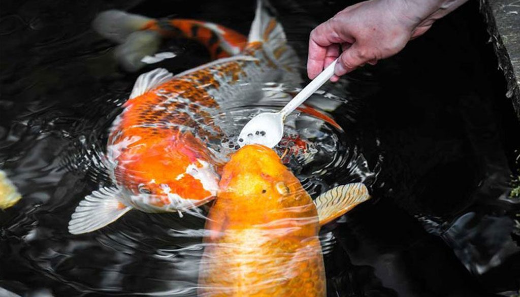 Goldfish Eat