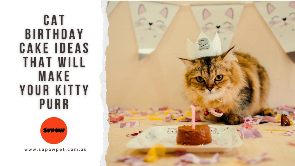 Cat Birthday Cake Ideas That Will Make Your Kitty Purr