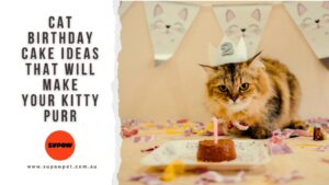 Cat Birthday Cake Ideas That Will Make Your Kitty Purr