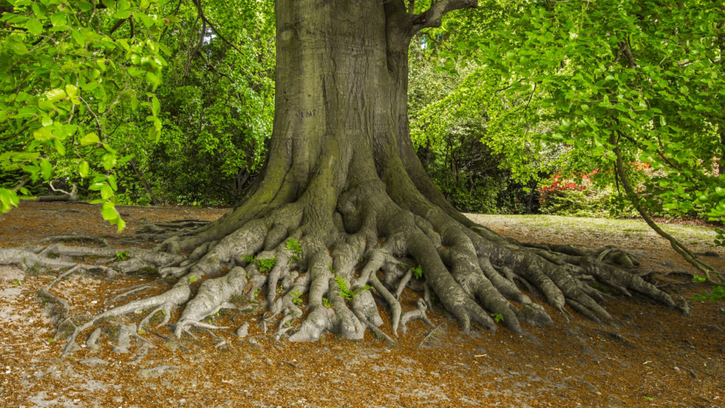 How Overgrown Roots Can Lead to Tree Removal 