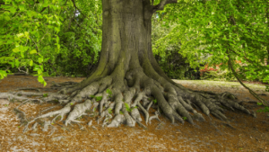 How Overgrown Roots Can Lead to Tree Removal 