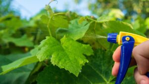 Precision Pest Control’s Commitment to Transparency and Honesty