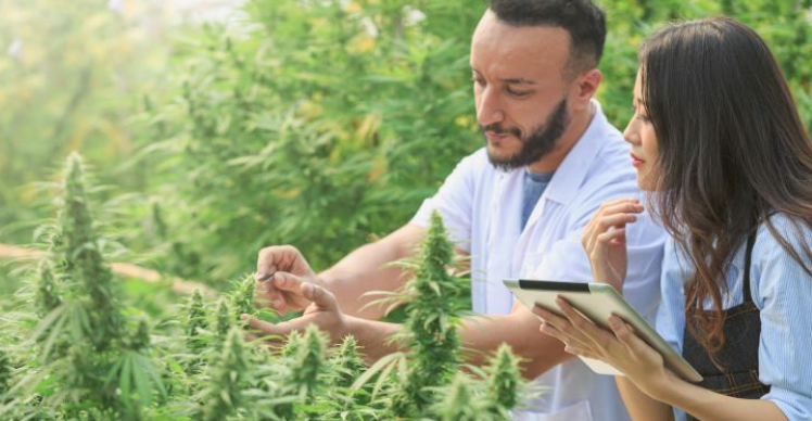 Cannabis Can Enhance Your Well-Being