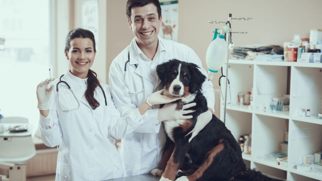 Brisbane Veterinary Clinic Painting
