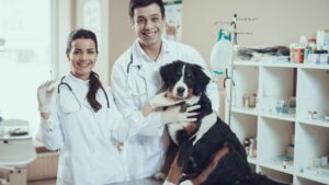 Brisbane Veterinary Clinic Painting