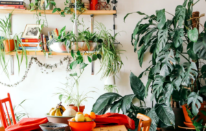 Indoor Plants Grow