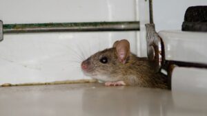 Prevent Rodents in Homes