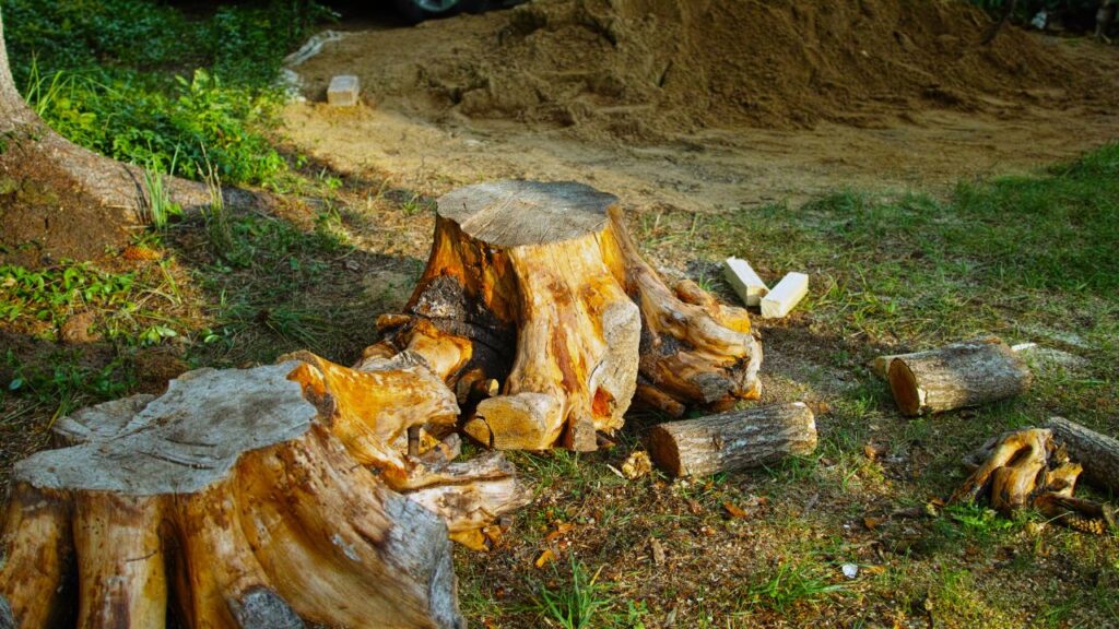 Tree Removal Pennant Hills
