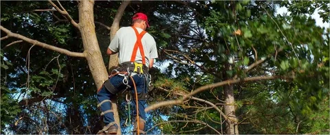 Why BW Tree Removal is the Company You Can Trust for All Tree Services 