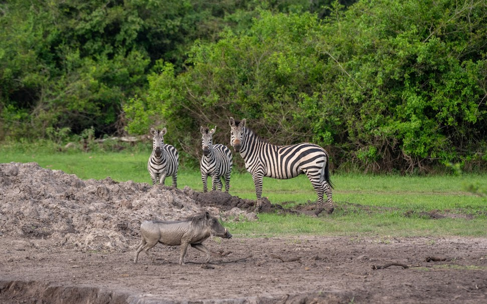 All Guidance About Uganda Safari