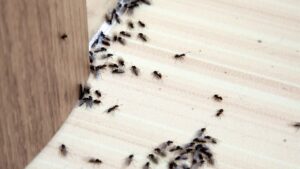 5 Common Pest Problems in Warren