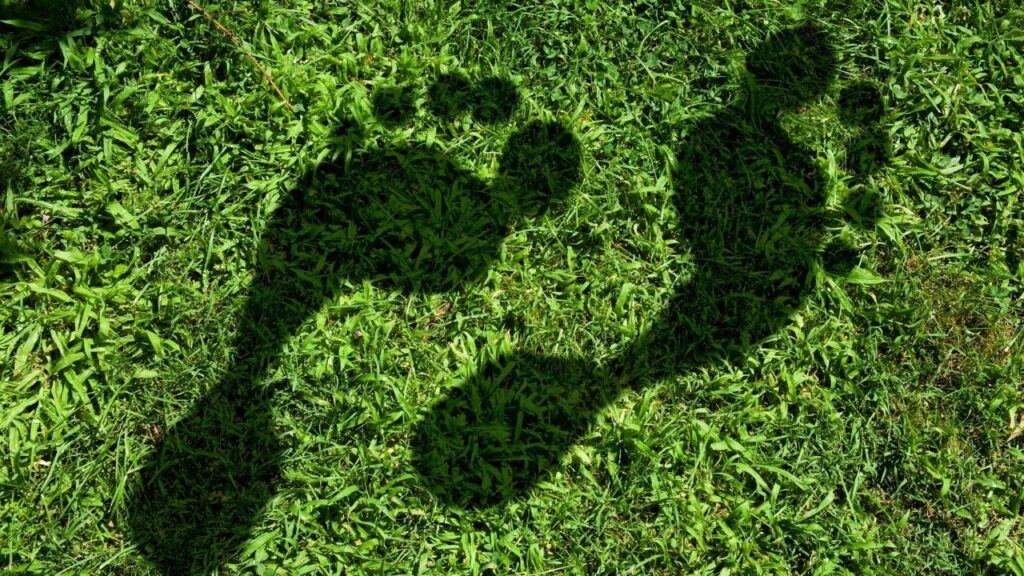 Carbon Footprint