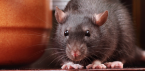 Prevent Rodents from Invading Homes