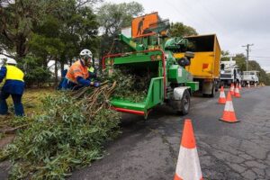 tree removal on Pennant Hills