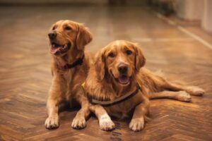 Pet-Proofing Your Timber Flooring Without Losing Elegance