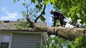 Removing Dangerous Tree Limbs