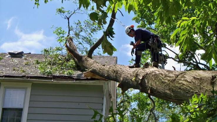 Removing Dangerous Tree Limbs