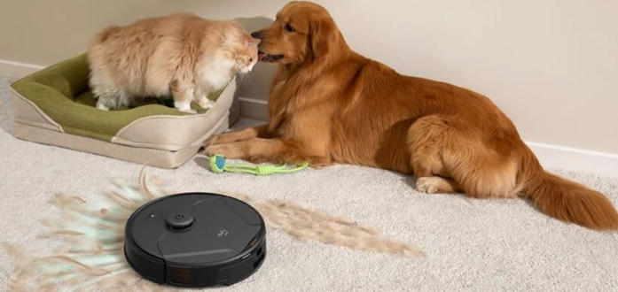 Persistent Dog Smell