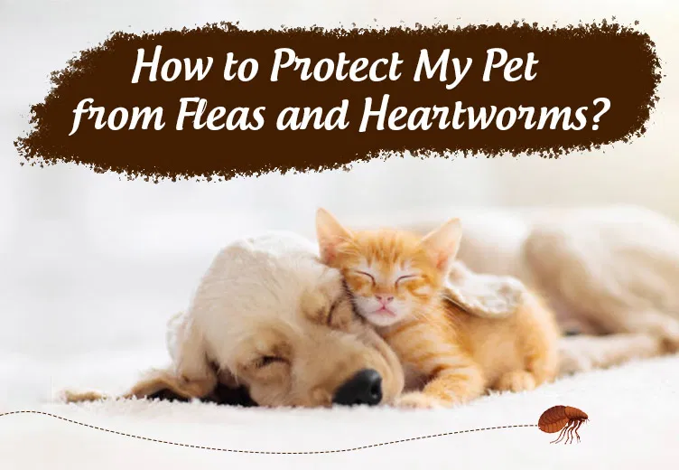 Flea Infestations