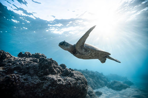 Maldives