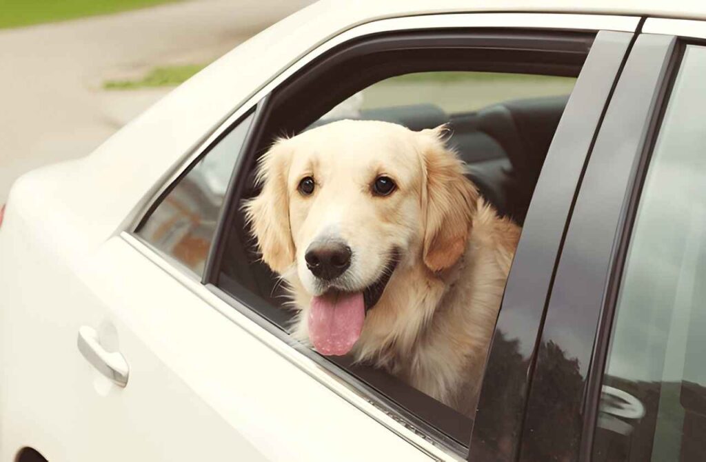 pettaxi-in-the-uae