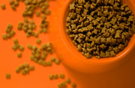 Understanding Royal Canin Cat Food
