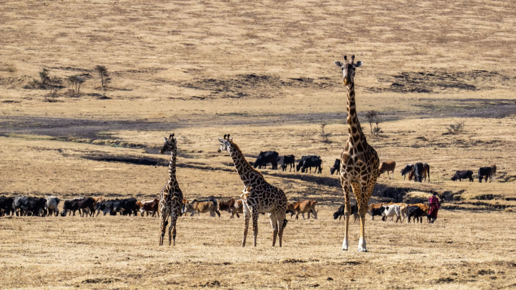 Masai Mara Memories