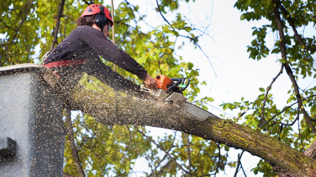 Branch Out Tree Specialist tree recommendations