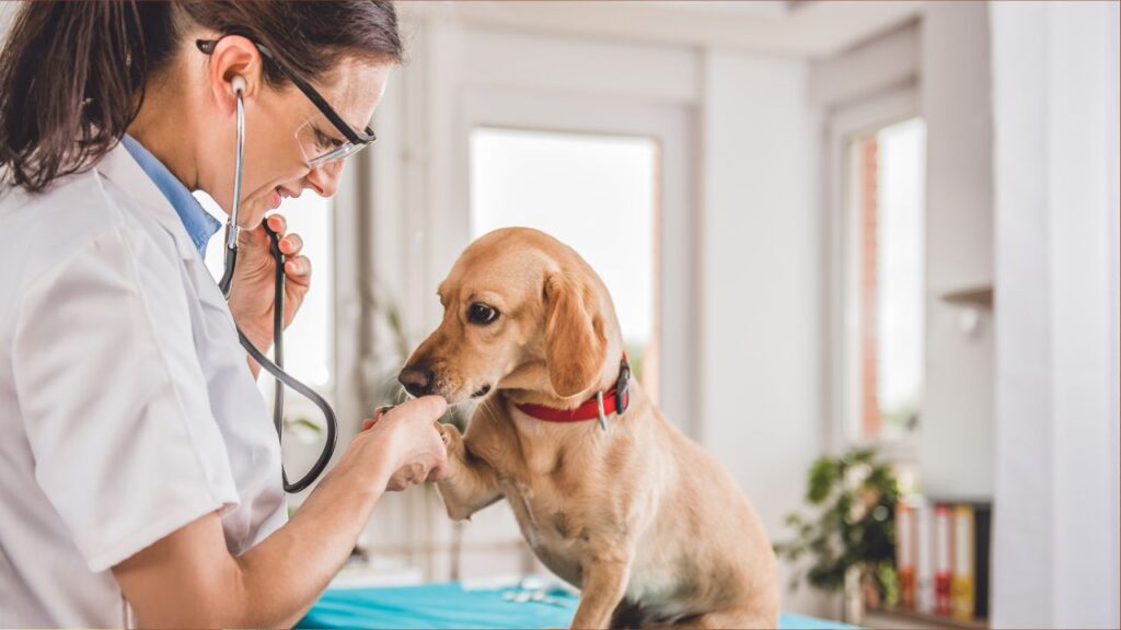 Lexington KY veterinarian tips