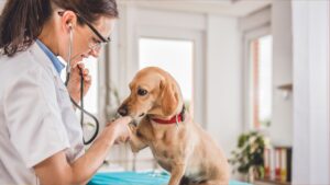 Lexington KY veterinarian tips