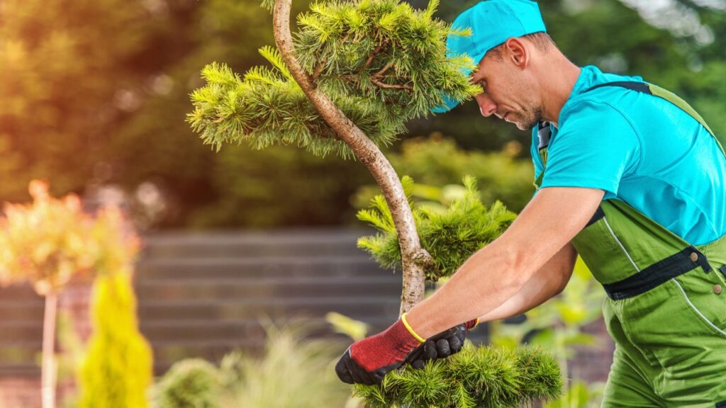 seasonal tree care Pennant Hills