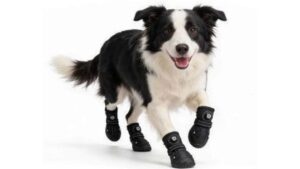 Dog ShoesUltimate Guide to Dog Shoes