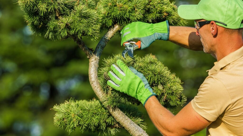 tree removal in North Sydney