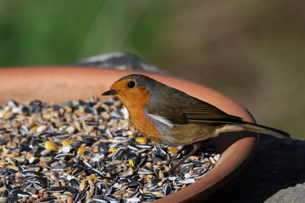 Lafeber Bird Food