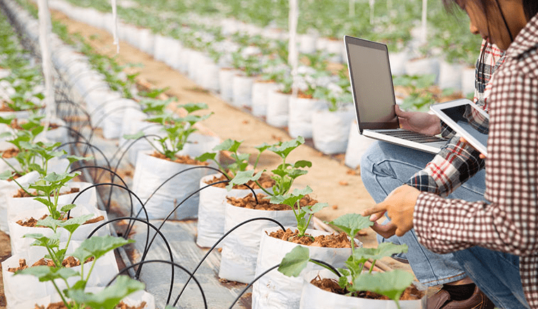 Agricultural Supply Chains Through Integrated Digital Systems