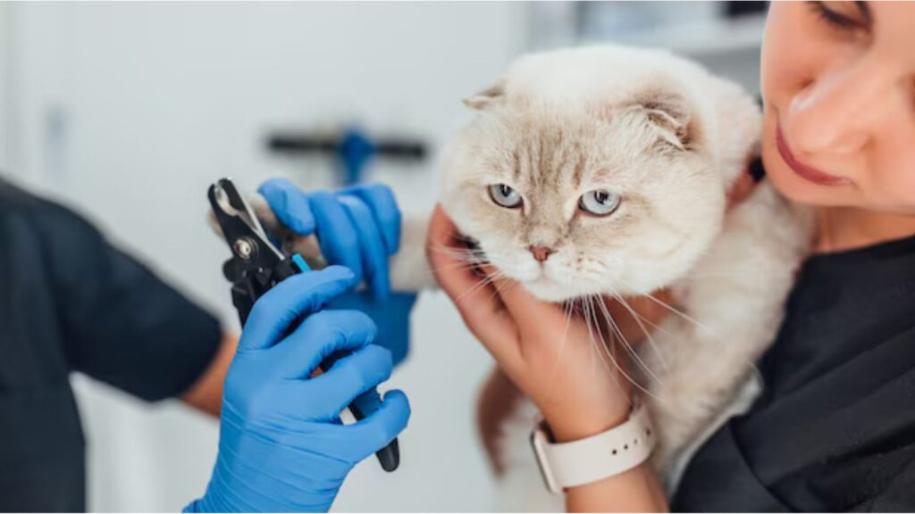 Feline Hygiene