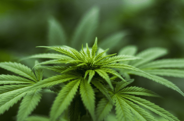 How Cannabis Insurance Helps Safeguard Your Business and Investments
