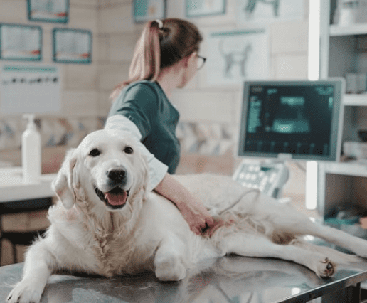 The Role Of Veterinary Hospitals In Advanced Imaging Services