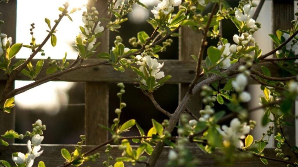small-space privacy screens with planters