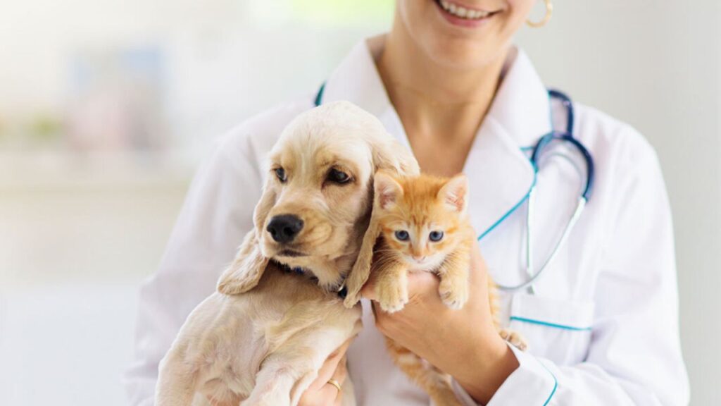 general veterinary care