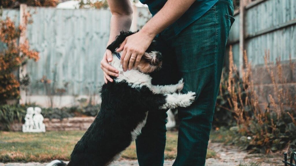 Pet Bathing Tips