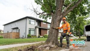 Professional Tree Removal