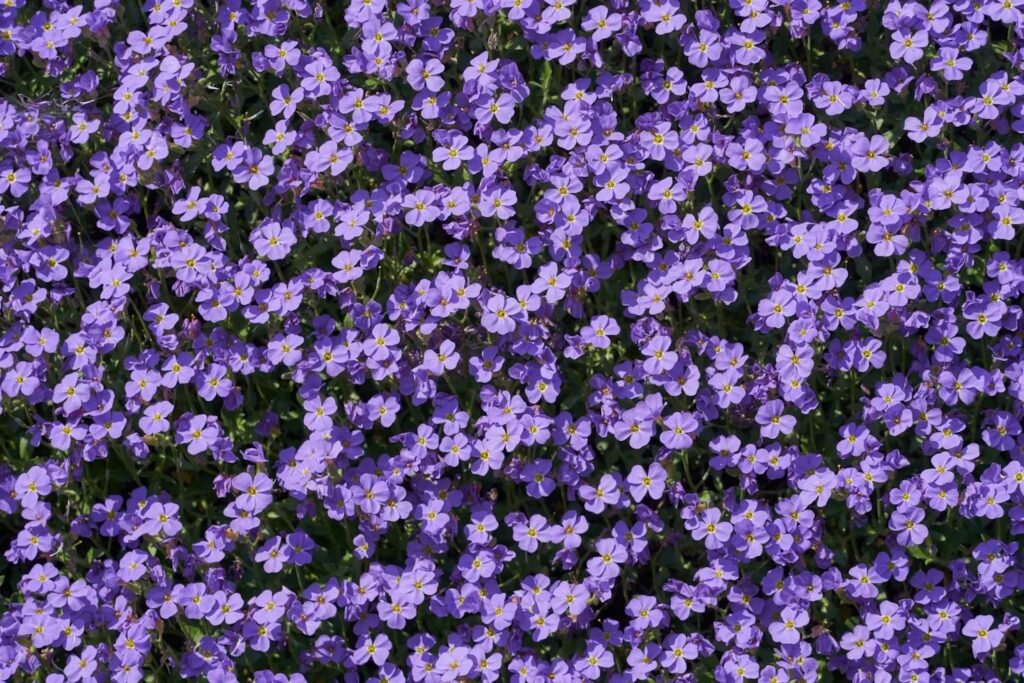 Purple Flowers